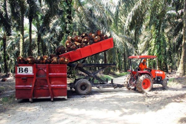 Berikut adalah beberapa alat berat yang biasa digunakan di perkebunan sawit: