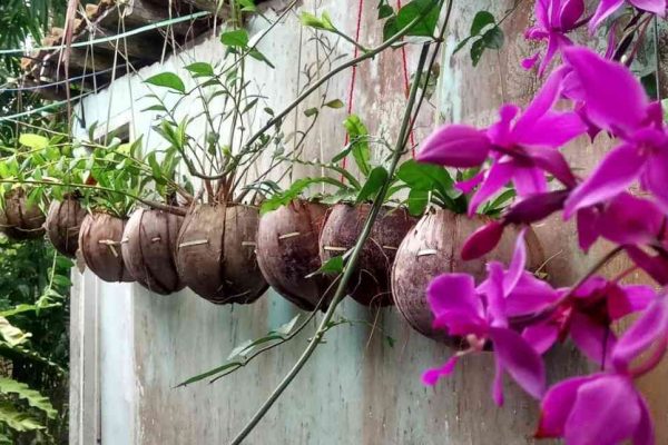 Tanam Sabut Kelapa Menjadi Tanaman Hias di Halaman