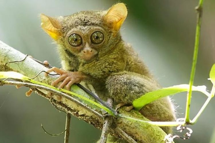 Mengenal Lebih Dekat Tarsius: Primata Unik dari Asia Tenggara