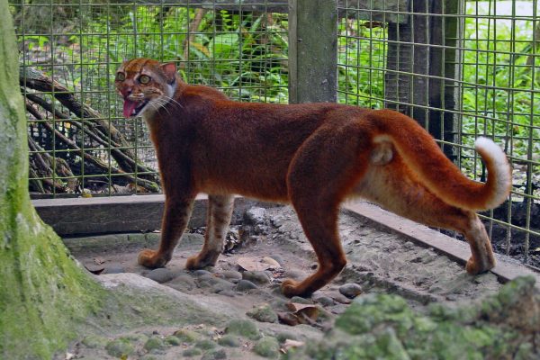 Keunikan dan Konservasi Spesies Langka Kucing Merah Kalimantan