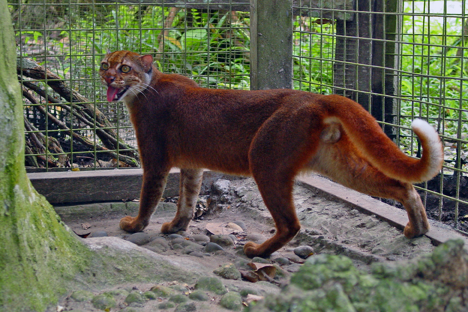 Keunikan dan Konservasi Spesies Langka Kucing Merah Kalimantan