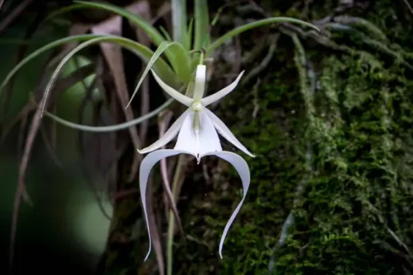 Rahasia Dendrophylax Lindenii, Anggrek Hantu yang Memukau