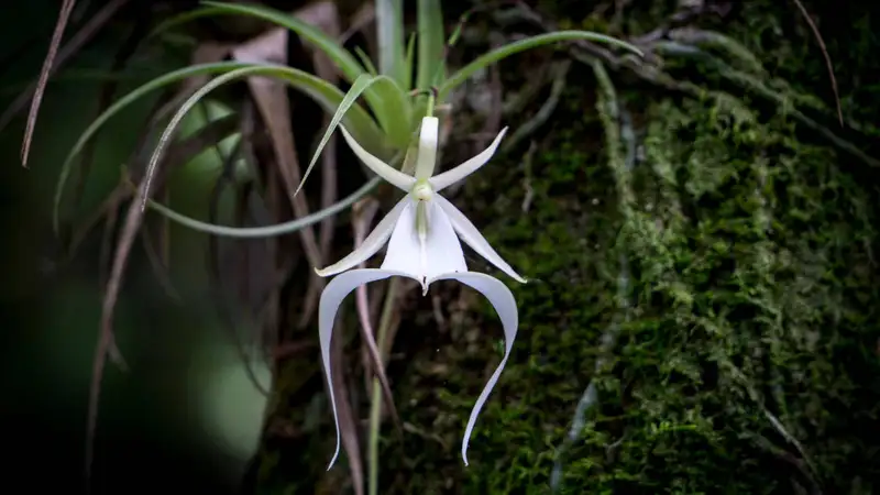 Rahasia Dendrophylax Lindenii, Anggrek Hantu yang Memukau