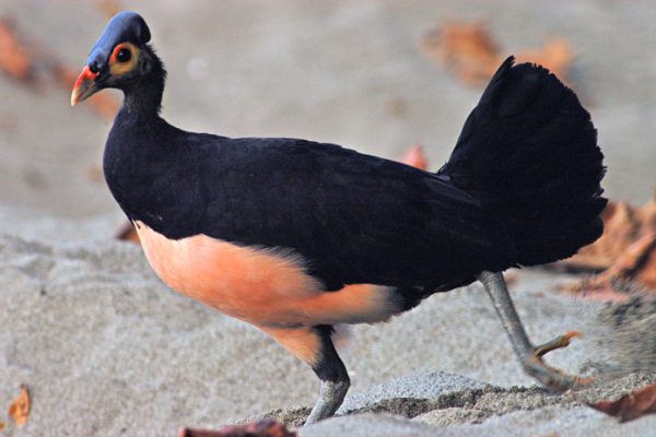 Burung Maleo (Macrocephalon maleo) adalah salah satu spesies burung endemik yang hanya dapat ditemukan di pulau Sulawesi