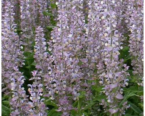 Clary Sage: Tanaman Aromatik dan Terapeutik