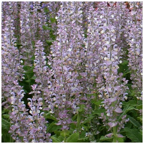 Clary Sage: Tanaman Aromatik dan Terapeutik