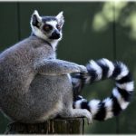 Dikenal dengan ekor mereka yang bergaris hitam dan putih, lemur ekor cincin telah menjadi simbol kekayaan alam Madagaskar, tempat asal mereka