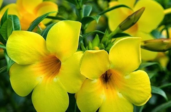 Allamanda Kuning: Pesona dan Keindahan Sang Bunga Terompet