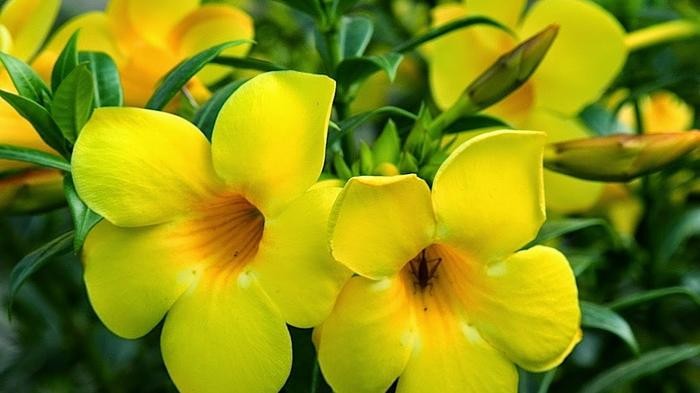 Allamanda Kuning: Pesona dan Keindahan Sang Bunga Terompet