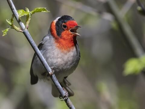 Red-faced Warbler (Cardellina rubrifrons)