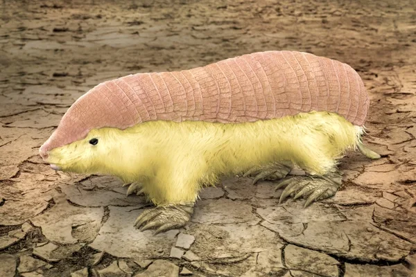 Pink Fairy Armadillo: Fakta Menarik Tentang Makhluk Kecil Berkulit Merah Muda