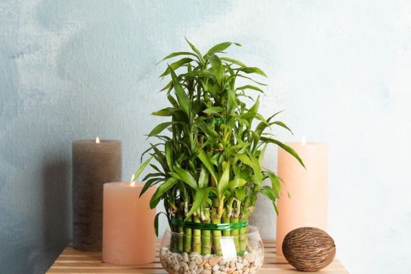 Lucky Bamboo, Simbol Keberuntungan dan Kesejahteraan dalam Dekorasi Rumah