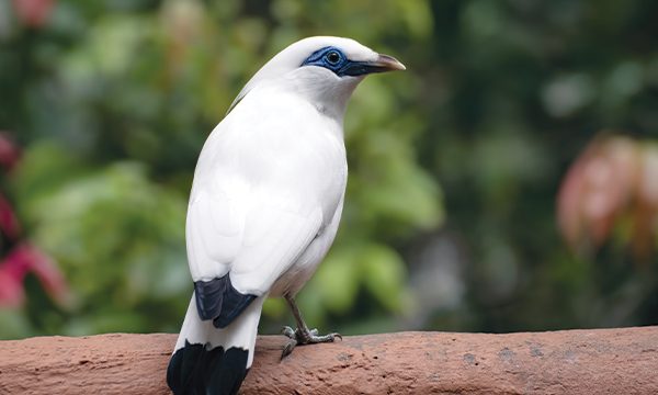 Burung Jalak Bali