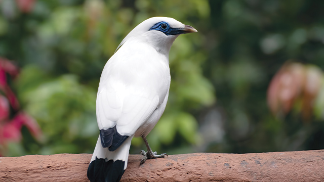 Burung Jalak Bali