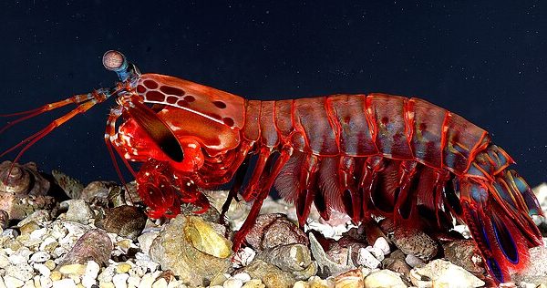 Udang mantis, atau biasa dikenal dengan mantis shrimp, adalah salah satu makhluk laut yang paling menakjubkan dan misterius