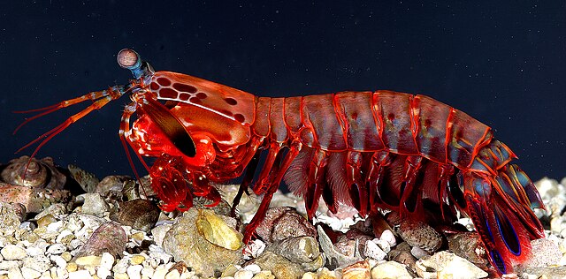 Udang mantis, atau biasa dikenal dengan mantis shrimp, adalah salah satu makhluk laut yang paling menakjubkan dan misterius