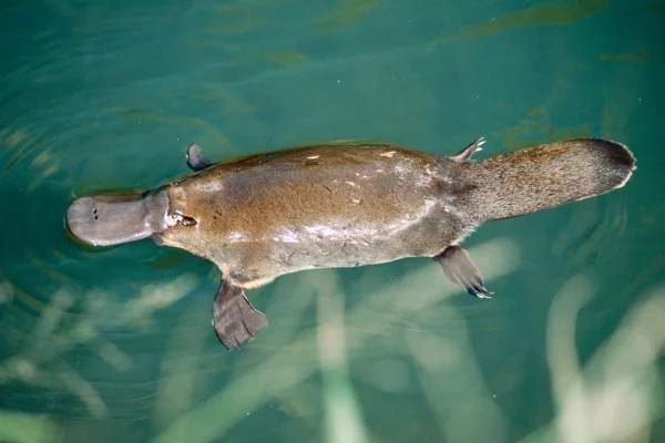 Platypus: Mamalia Unik dari Australia