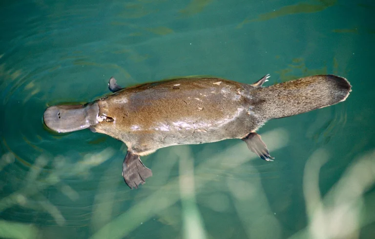 Platypus: Mamalia Unik dari Australia