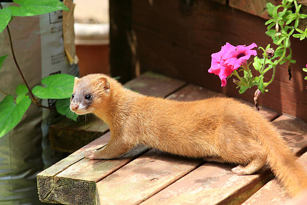 Musang Jepang