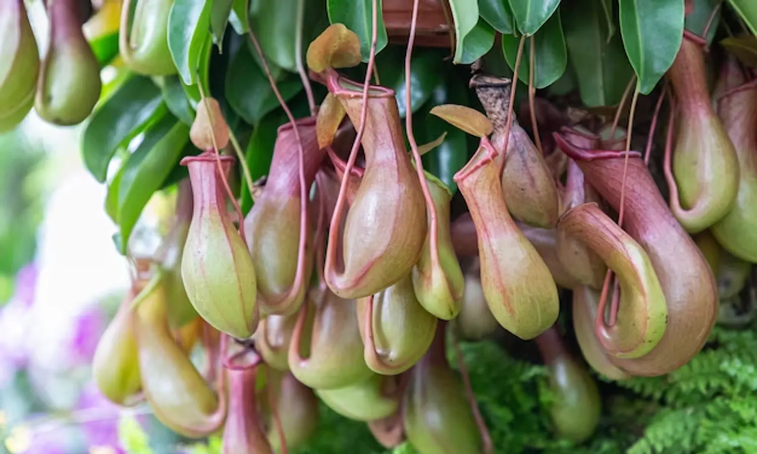 Kantong Semar, Tanaman Karnivora yang Menawan dari Dunia Flora