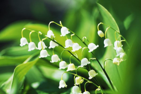 Menelusuri Sejarah dan Simbolisme Lily of the Valley