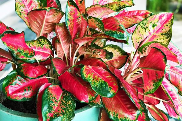 Chinese Evergreen: Tanaman Hias yang Tahan Banting dan Menawan