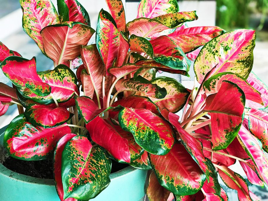 Chinese Evergreen: Tanaman Hias yang Tahan Banting dan Menawan