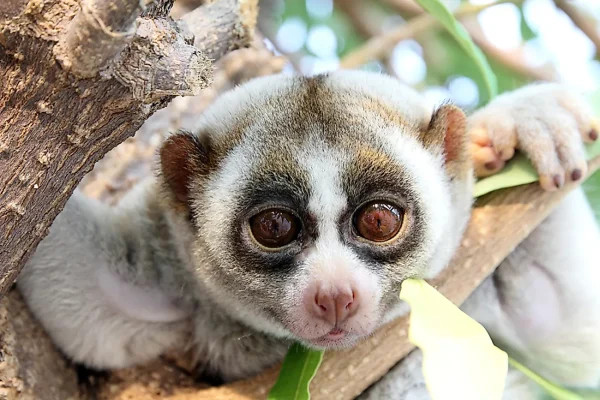 Slow Loris