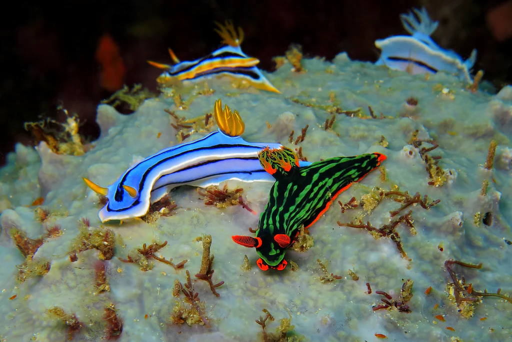 Nudibranch: Keindahan dan Keunikan Siput Laut yang Menakjubkan