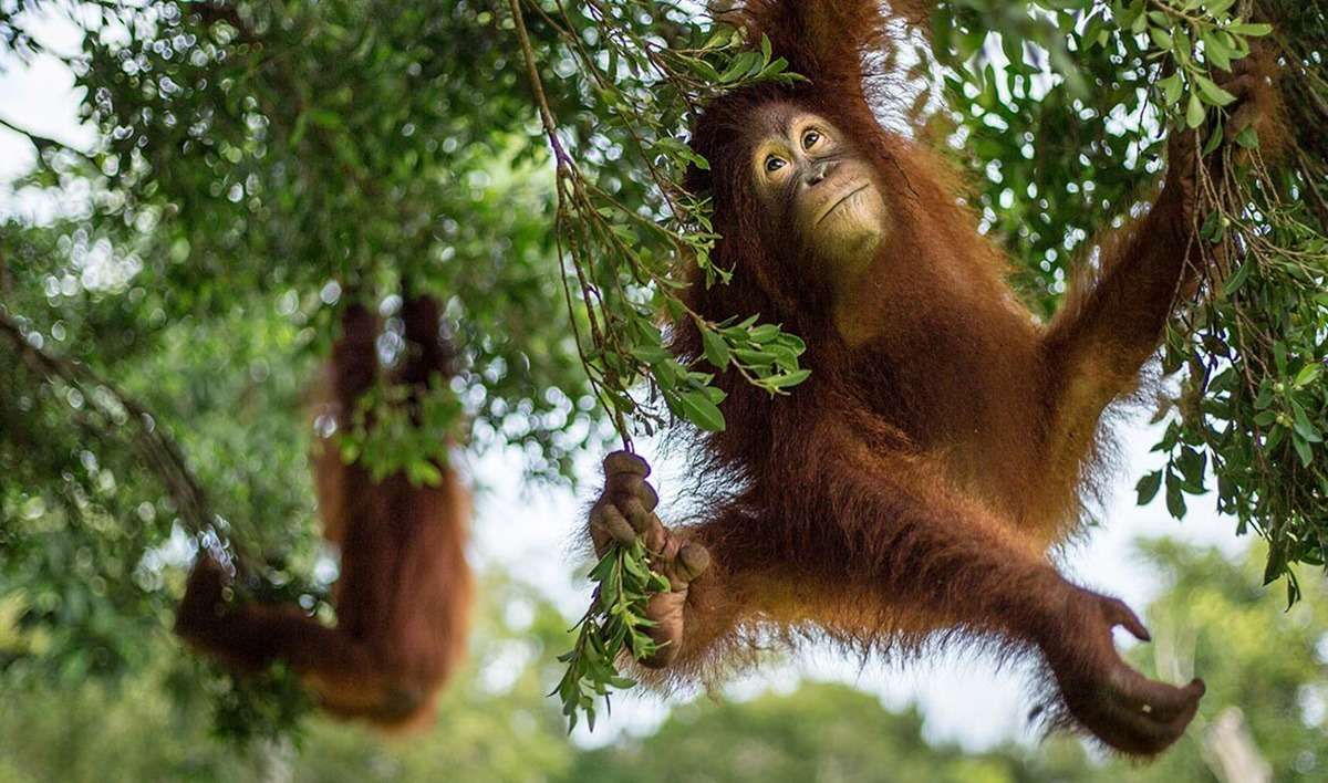 Primata Cerdas Hutan Kalimantan, Menelisik Kehidupan Orangutan