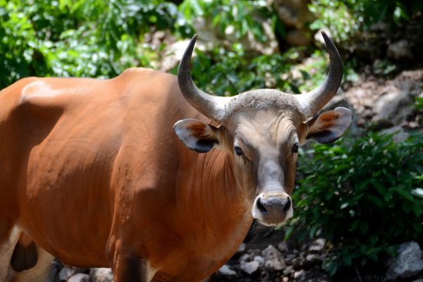 Mengenal Lebih Dekat: Banteng, Spesies Sapi Liar yang Terancam Punah