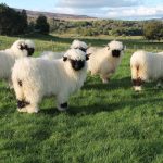 Domba Valais Blacknose: Si Cantik Berhidung Hitam yang Menaklukkan Dunia