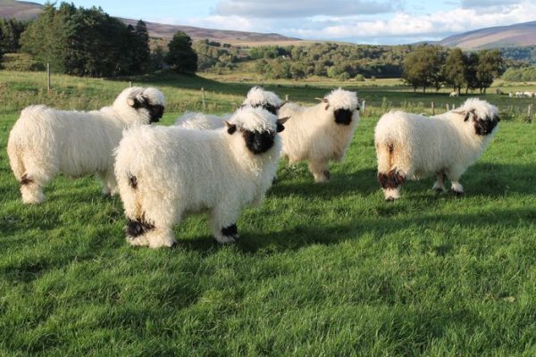 Domba Valais Blacknose: Si Cantik Berhidung Hitam yang Menaklukkan Dunia