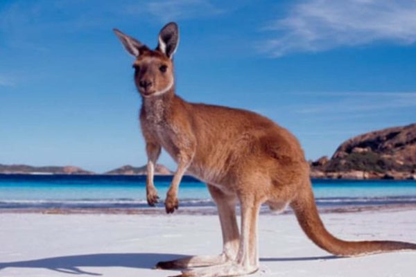 Kanguru, Ikon Australia yang Unik dan Menakjubkan