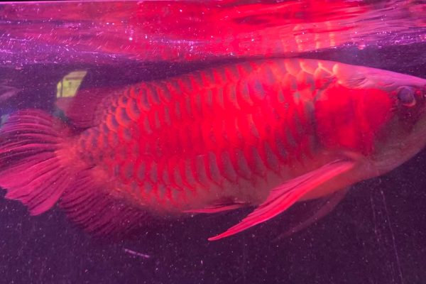 Arwana Super Merah: Keindahan Ikan Eksotis dari Indonesia